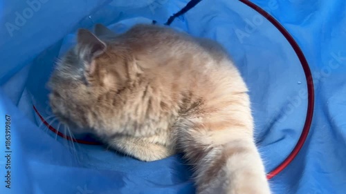 Cats playing in a cat tunnel toy