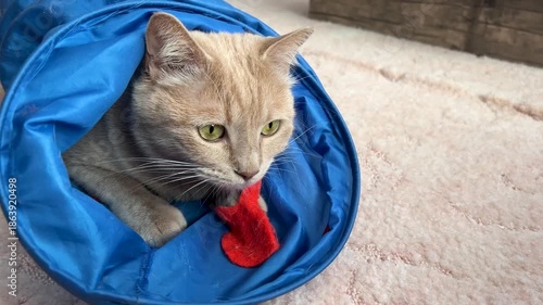Cats playing in a cat tunnel toy