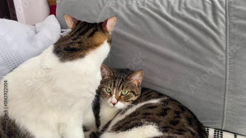 Cute house cats cuddling, licking each other, on the sofa