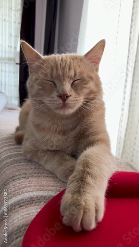 cat on a chair, cat portrait close up 
