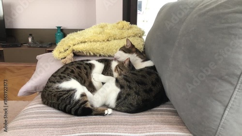 Cute house cats cuddling, licking each other, on the sofa
