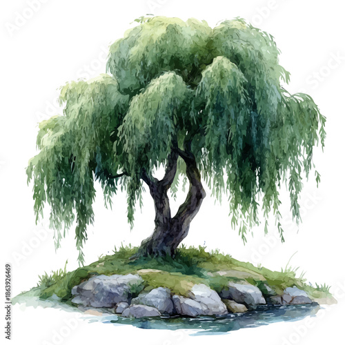 watercolor vector of A Willow Tree, isolated on a white background.