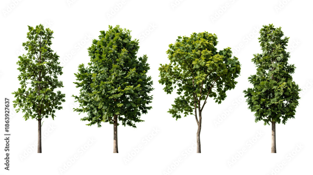 Obraz premium Four green leafy trees isolated