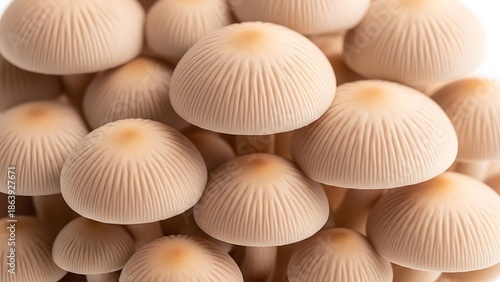 Close up of a pile of tan colored mushrooms with textured caps