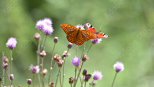 Polygonia c-album. butterfly with orange wings with black dots, on meadow flower Cirsium vulgare. butterfly close-up. nature in summer. beautiful butterfly collects nectar from a wild plant. macro