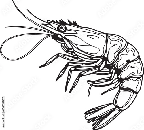 A detailed black and white line art illustration of a single shrimp or prawn, showcasing its anatomical features like body segments, legs, and long antennae.