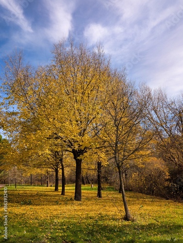 Bright yellow trees stand in a park with fallen leaves during a sunny autumn day
