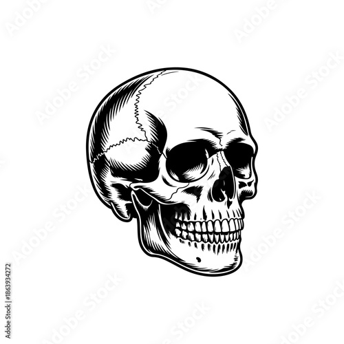 black and white vector illustration of an anatomically correct human skull in three-quarter view, featuring realistic shading and line work for stock design.