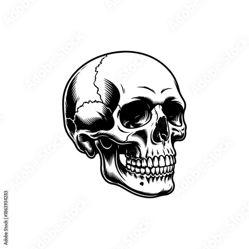 black and white vector illustration of an anatomically correct human skull in three-quarter view, featuring realistic shading and line work for stock design.