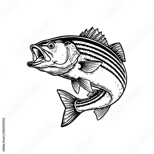 Dynamic black and white vector illustration of a Sea Bass jumping out of the water with an open mouth. Realistic marine life drawing for fishing and sport logos.