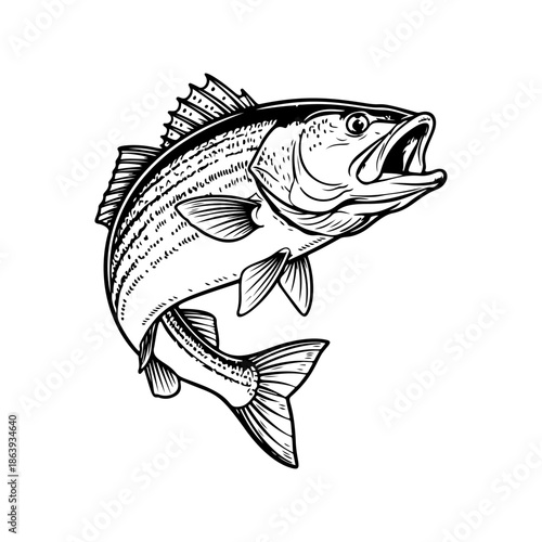 Dynamic black and white vector illustration of a Sea Bass jumping out of the water with an open mouth. Realistic marine life drawing for fishing and sport logos.