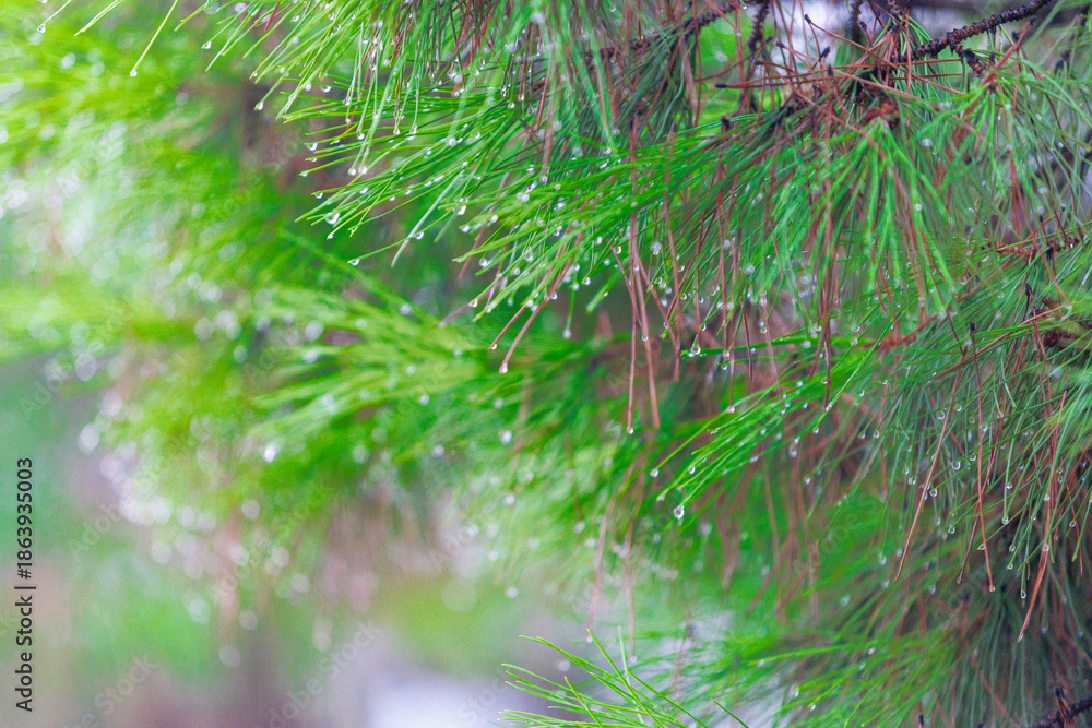 Fototapeta premium Macro shots of pine branches with dew drops or morning dew highlight the freshness of nature, the bokeh effect, and green color. Ideal for morning dew, forest macro, and nature closeup themes. pine n