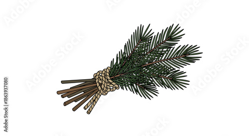Pine tree branch with pinecone and twigs on white background