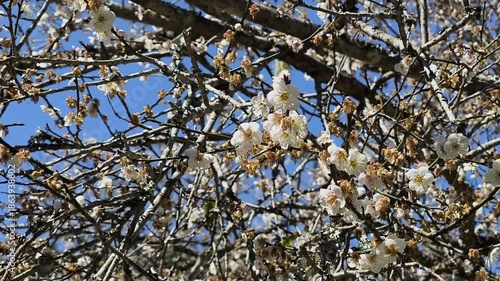 White plum flowers flourish on branches during the cold winter season