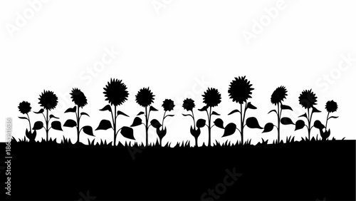 Silhouette of sunflowers in a field at sunset