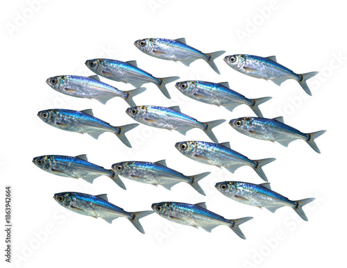 School of small blue and silver fish isolated