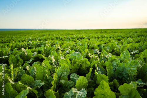 Quadro su tela Wide beet plantation with vibrant green leaves under blue sky, agricultural fiel