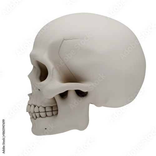 3D human skull anatomy model isolated on transparent background, realistic bone texture craniofacial skeleton for medical education, science research, halloween horror or gothic art design.