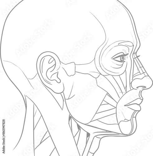 Side profile head anatomy line drawing