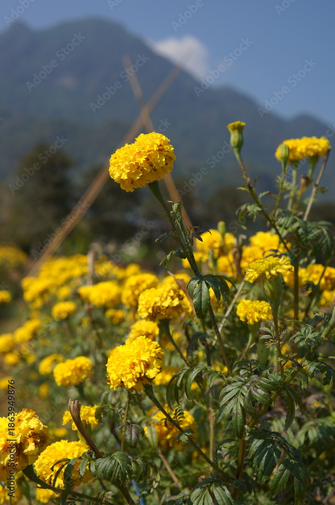 Fototapeta premium A colorful flower field full of vibrant blooms with yellow color, offering a sense of beauty