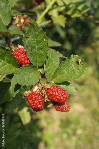 A vibrant shot of ripening blackberries on a bush, showcasing their different stages of development