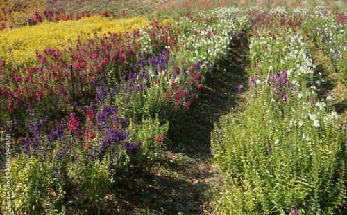 A colorful flower field full of vibrant blooms with different colors, offering a sense of beauty