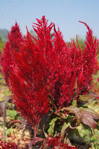A colorful flower field full of vibrant blooms with yellow color, offering a sense of beauty