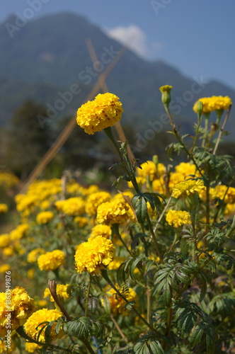 A colorful flower field full of vibrant blooms with yellow color, offering a sense of beauty