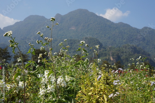 A field of vibrant white flowers blooming in front of famous Doi Nang Non range in Chiangrai, Thailand, offering a breathtaking view