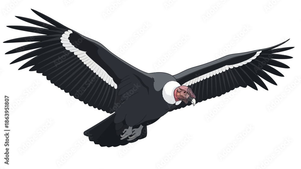 Fotografia condor isolated in white bakground vector