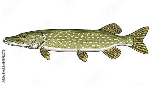 fish isolated in white background vector