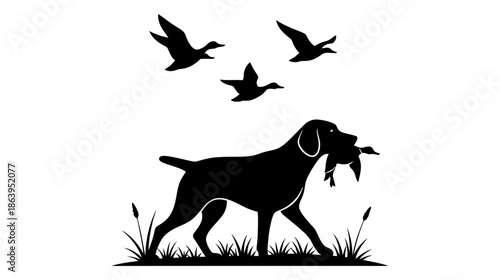 Hunting dog silhouette retrieving a duck, with three flying birds in the sky