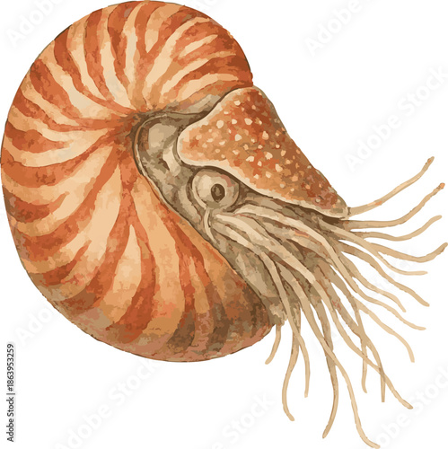Vector watercolor realistic illustration of a nautilus