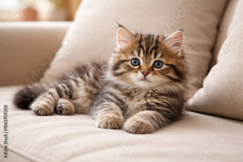 Wallpaper Mural Kitten tabby fur sofa gentle home portrait capturing curiosity and warmth a fluffy young cat resting on a beige couch conveying calm and affection Torontodigital.ca