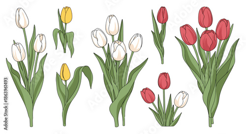 Collection of hand-drawn tulip bouquets in red, white, and yellow colors with green leaves isolated on a plain white background for design.