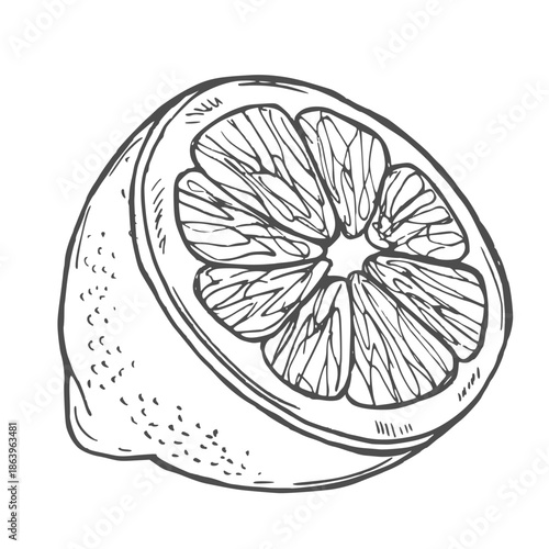 Fruit piece lemon slice tea ingredient isolated sketch vector food growing agriculture market garden