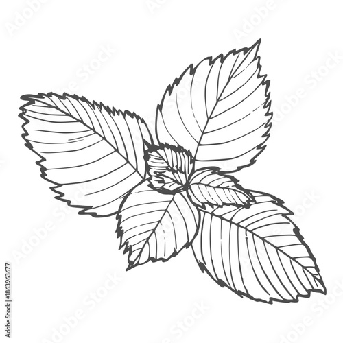 Sketch drawing of mint, mint in retro style. Linear drawing of mint. Drawing of mint engraving.
