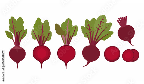 Fresh beetroot vegetable vector set with whole sliced and cut beets isolated on white background