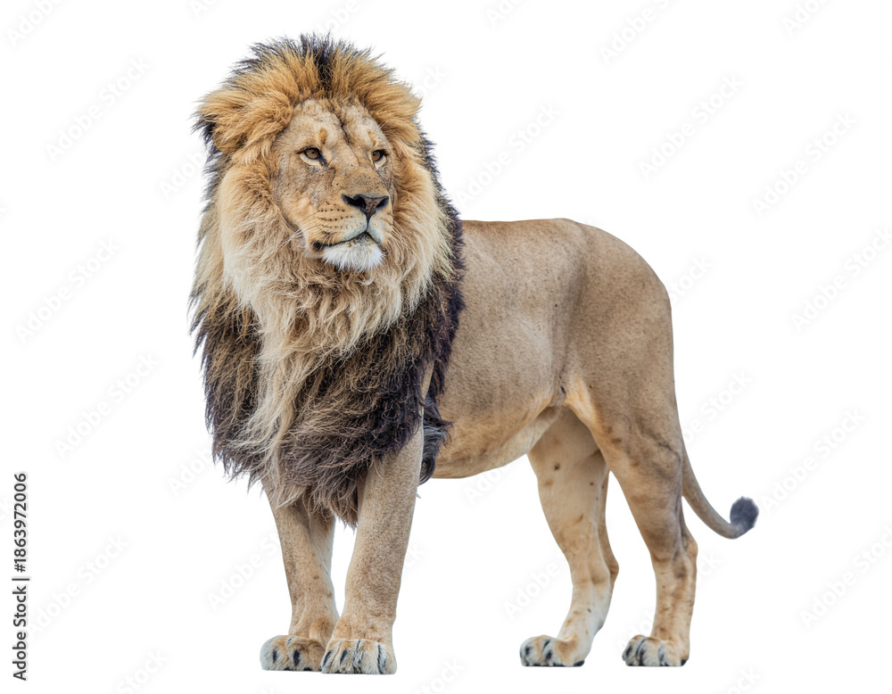 Obraz premium Male african lion stands poised with majestic mane and tawny coat on a clean white background