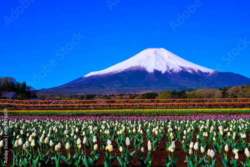 チューリップ畑から望む冠雪した富士山