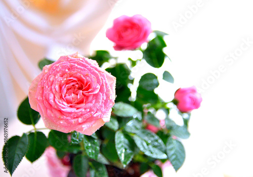 水滴のついた薔薇の花