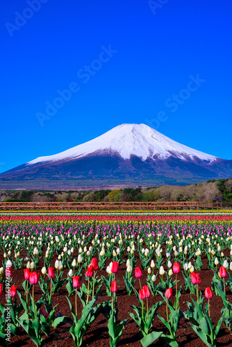 チューリップ畑から望む冠雪した富士山