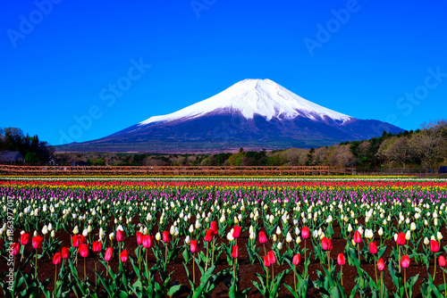 チューリップ畑から望む冠雪した富士山