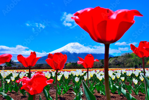 チューリップ畑から望む冠雪した富士山