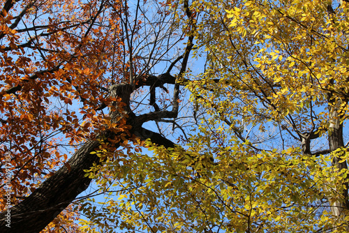 Wallpaper Mural Trees with colorful foliage in natural fall forest background. Tree branches with yellow and orange leaves against the blue sky in autumn. Torontodigital.ca