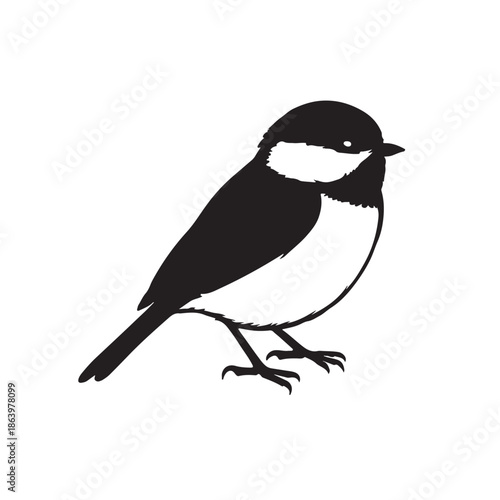 Black-Capped Chickadee – Small North American Songbird