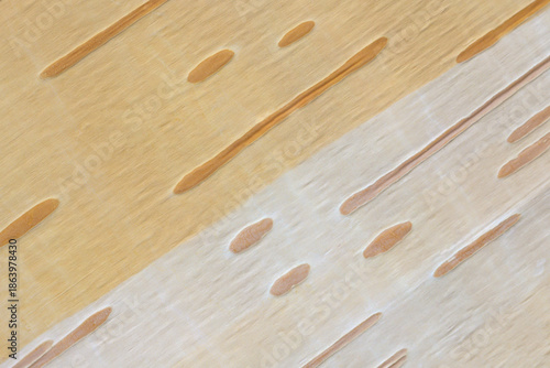 Fototapeta Naklejka Na Ścianę i Meble -  Kora brzozy