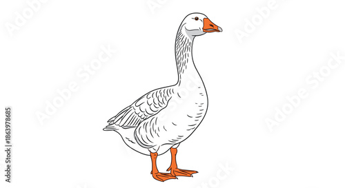 Realistic illustration of a large white farm goose with an orange beak and legs standing proudly on a plain background.