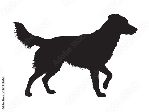 Mixed-Breed Dog in silhouette white background.