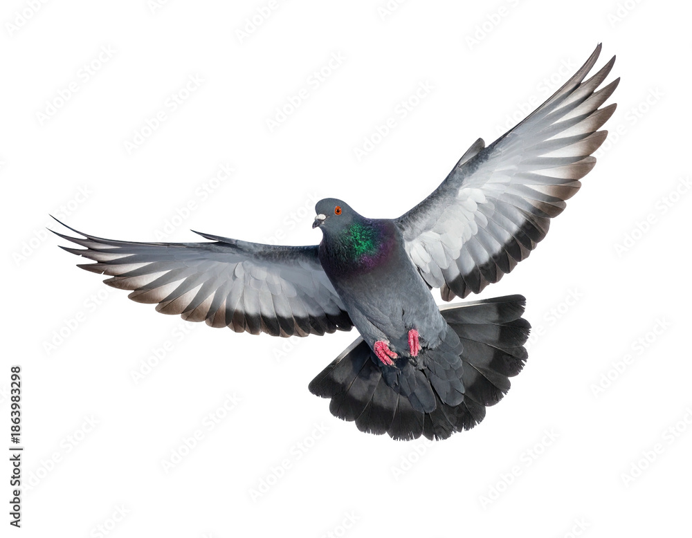 Obraz premium A pigeon gracefully in flight against a stark black background, showcasing its extended wings